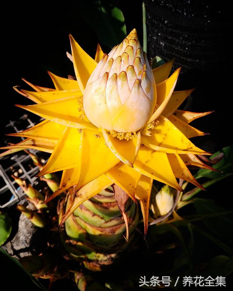 地涌金莲作为佛教之花,它的花语是什么,该如何养护和栽培