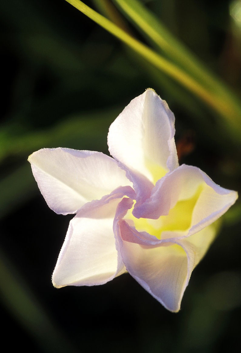 月光花什么时候开花(月光花最佳养护方法介绍)-最美岛