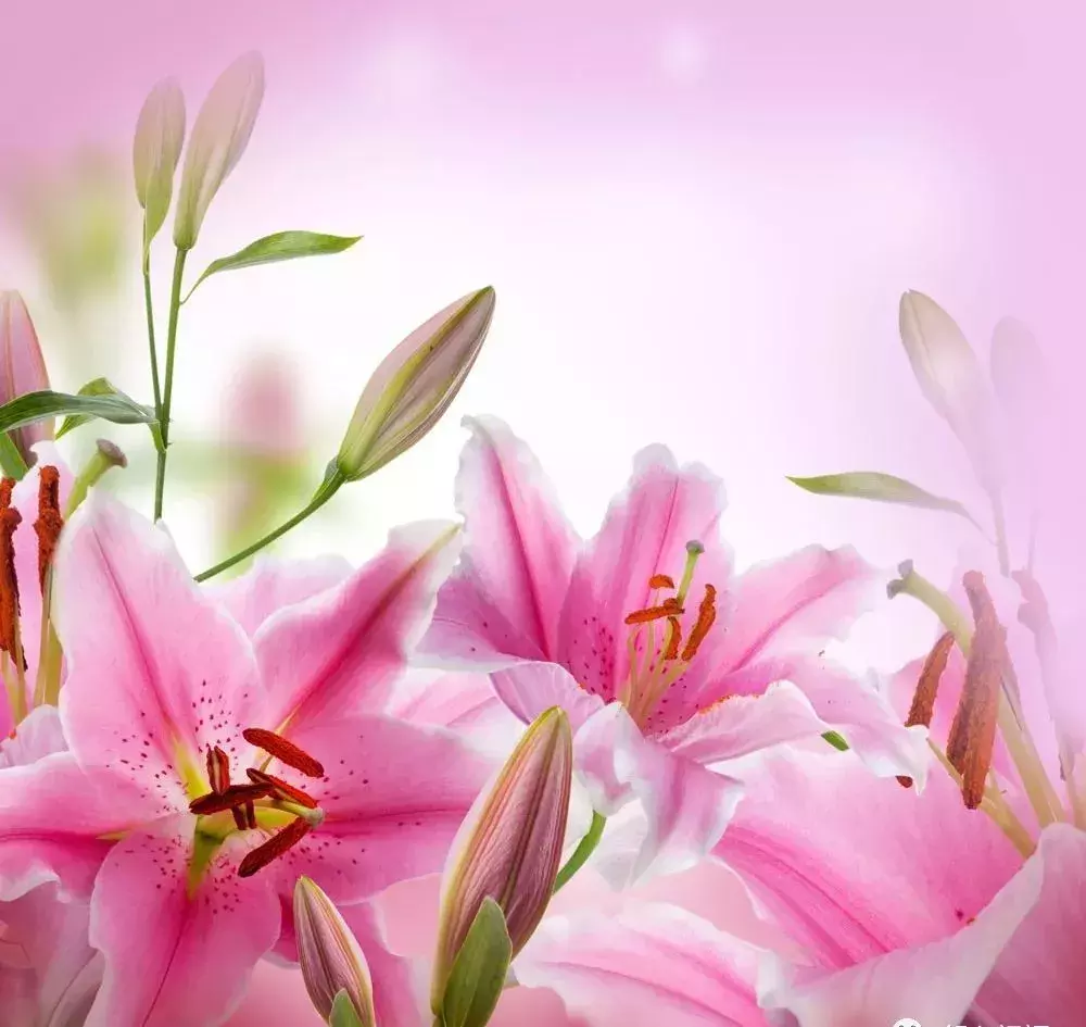 送你8朵百合花,祝你生活合心合意,和顺美满!