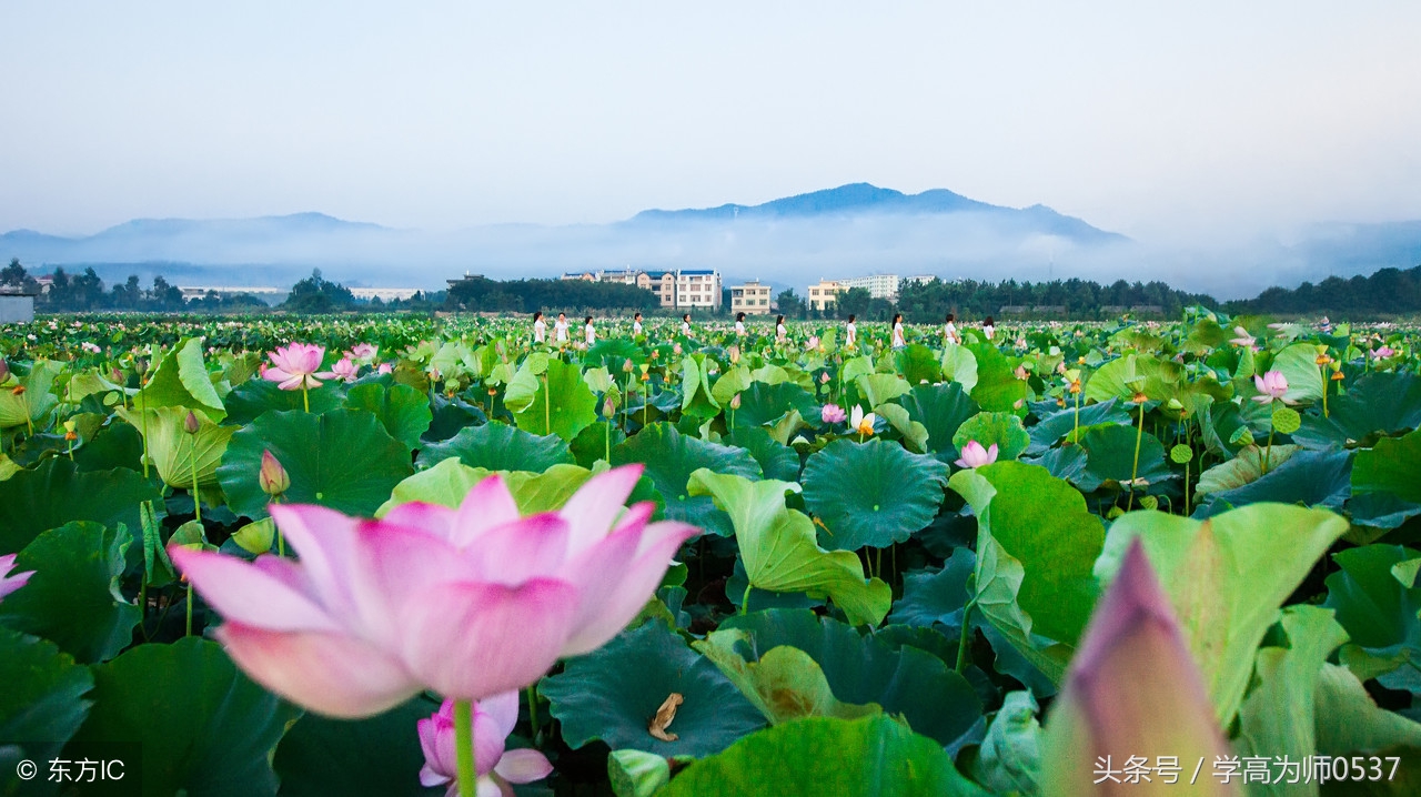 历代诗词大家咏荷100首 扑鼻荷香书中来
