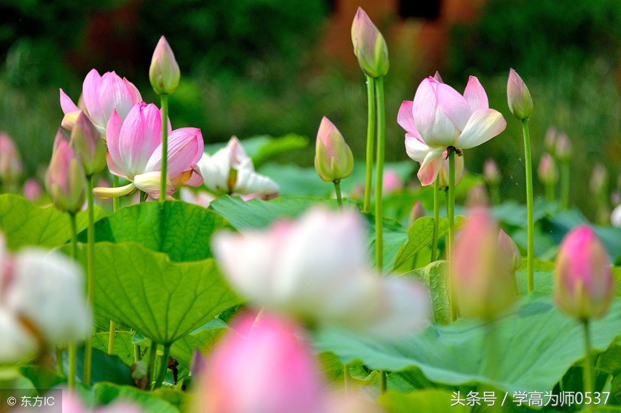 历代诗词大家咏荷100首 扑鼻荷香书中来