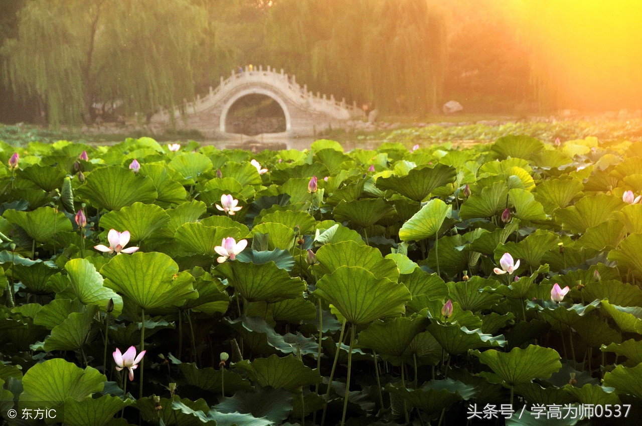 历代诗词大家咏荷100首 扑鼻荷香书中来