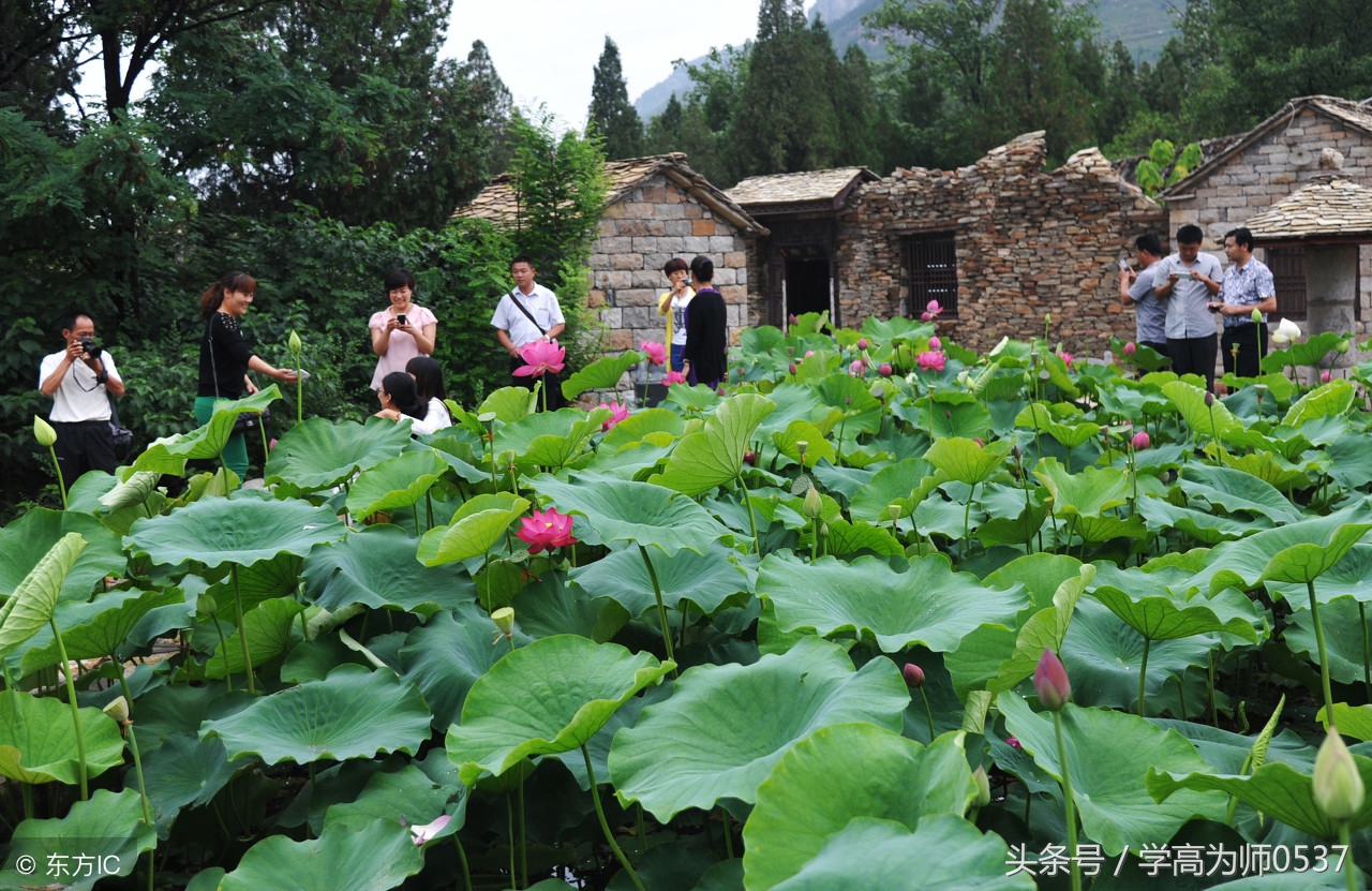 历代诗词大家咏荷100首 扑鼻荷香书中来