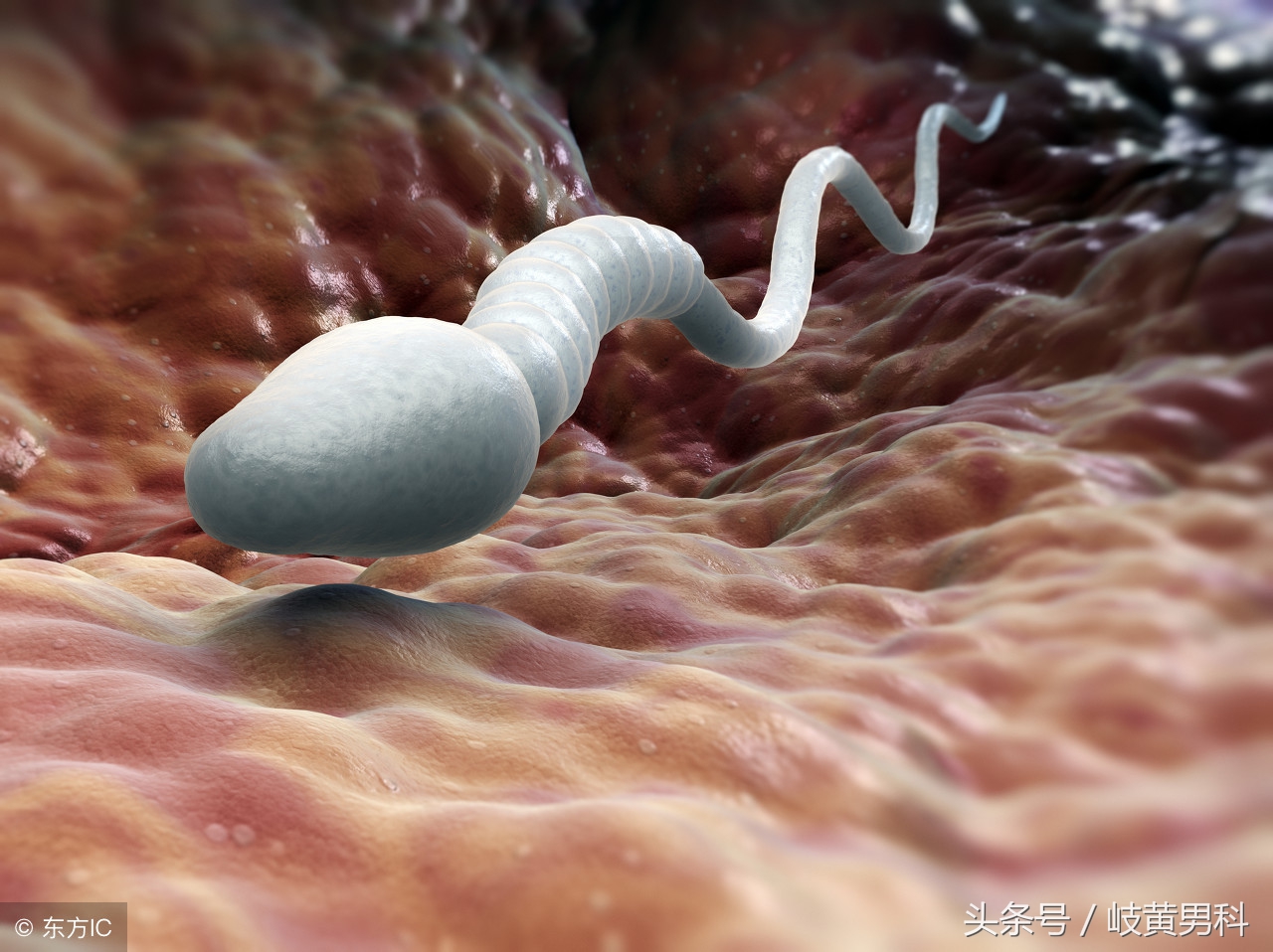 精子检查报告正常图