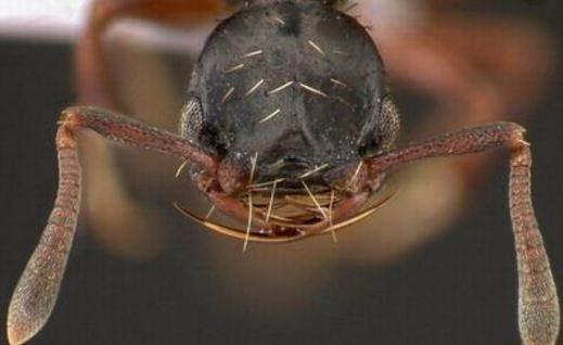 在某种意义上来讲，蚂蚁才是这个地球进化最完美的生物，没有之一