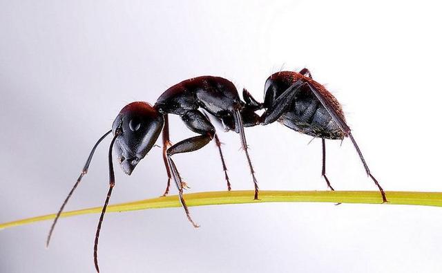 在某种意义上来讲，蚂蚁才是这个地球进化最完美的生物，没有之一