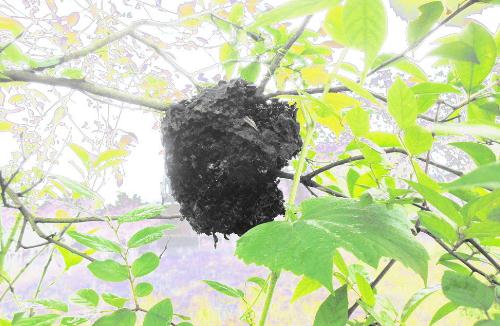 在某种意义上来讲，蚂蚁才是这个地球进化最完美的生物，没有之一