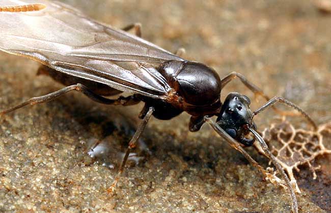 在某种意义上来讲，蚂蚁才是这个地球进化最完美的生物，没有之一