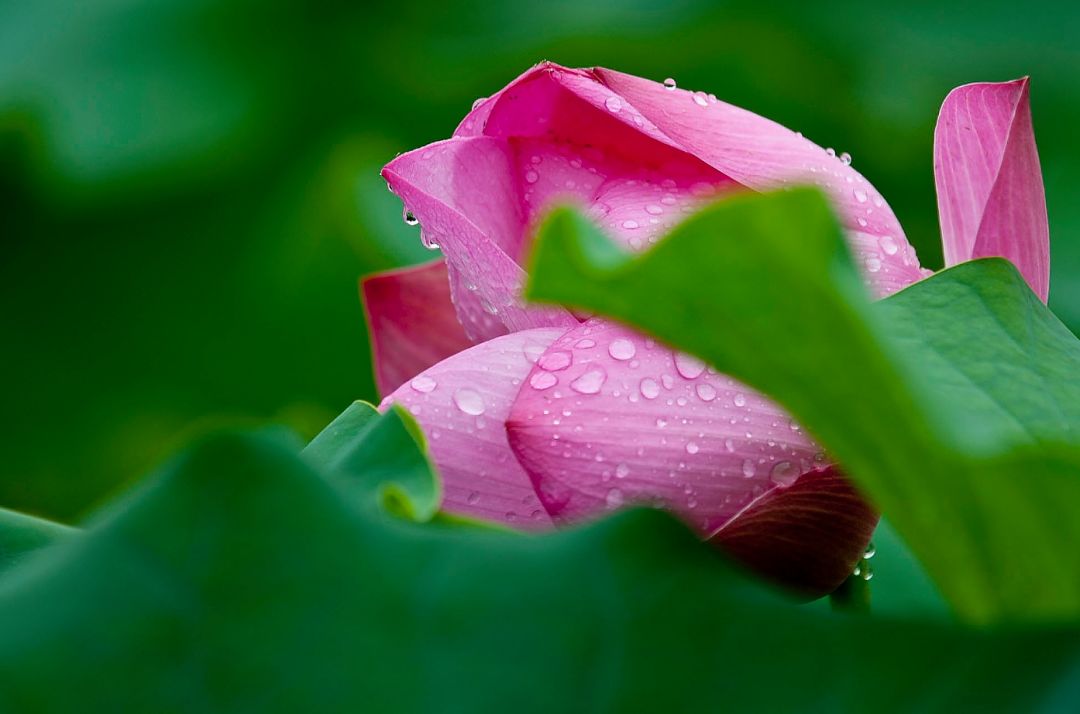 「诗词鉴赏」雨中荷花别样美