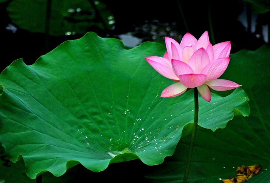 「诗词鉴赏」雨中荷花别样美