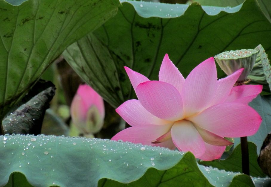 「诗词鉴赏」雨中荷花别样美