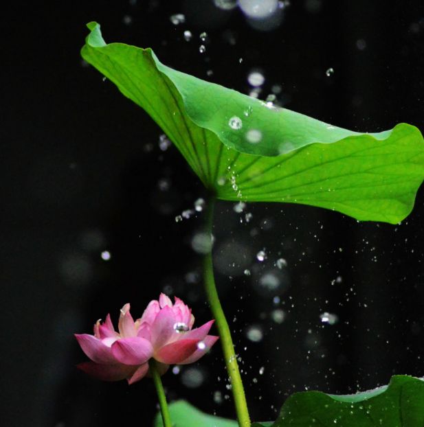 「诗词鉴赏」雨中荷花别样美