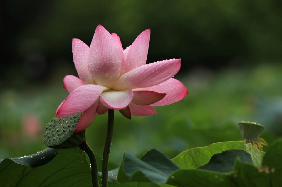 「诗词鉴赏」雨中荷花别样美