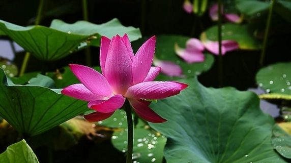 「诗词鉴赏」雨中荷花别样美