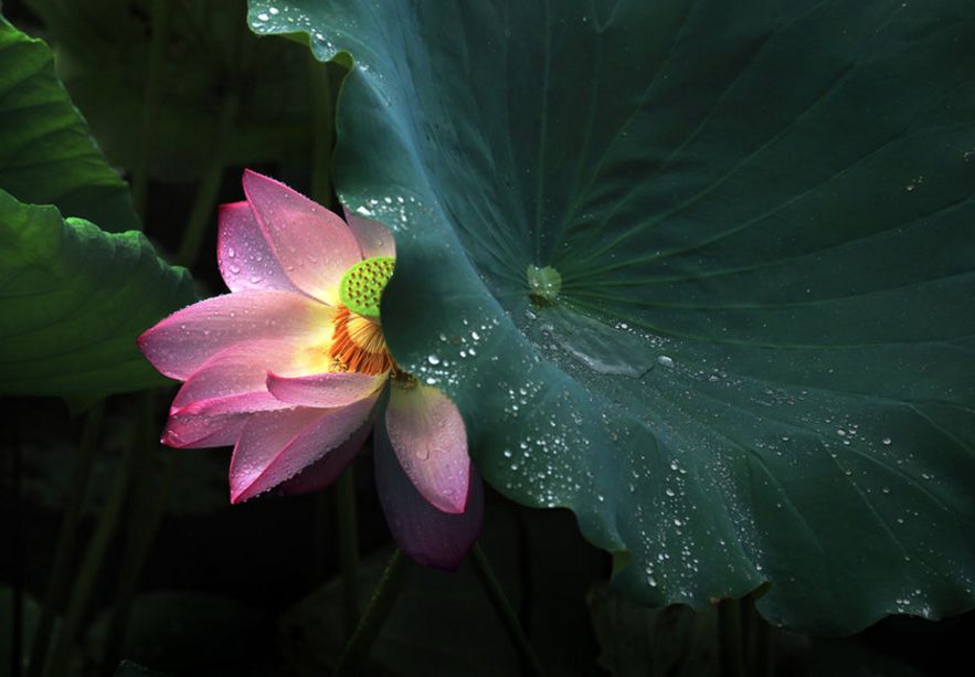 「诗词鉴赏」雨中荷花别样美