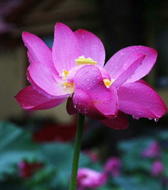 「诗词鉴赏」雨中荷花别样美