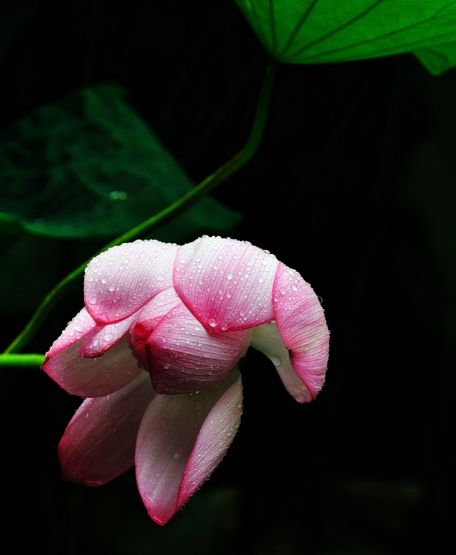 「诗词鉴赏」雨中荷花别样美