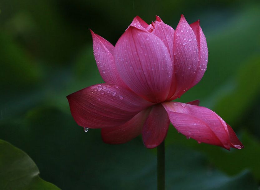 「诗词鉴赏」雨中荷花别样美