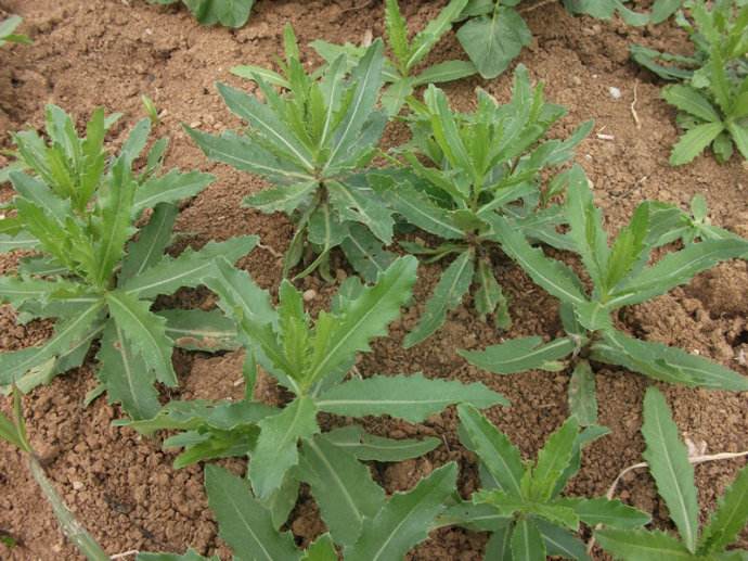 刺芥的功效与作用-我的快乐小窝