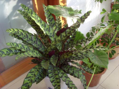 高温也能长好的斑叶竹芋,方法简单,易操作!