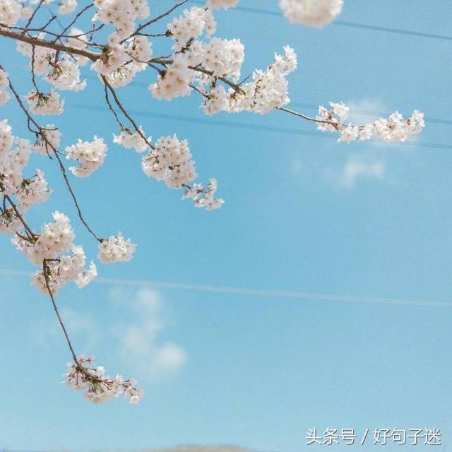 最浪漫的告白情话，句句唯美暖心，听完心都化了图片