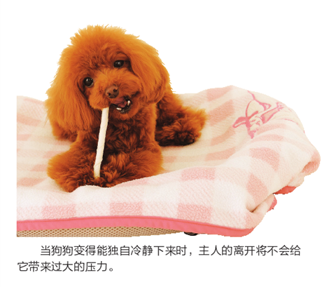 如何缓解狗狗的分离焦虑？