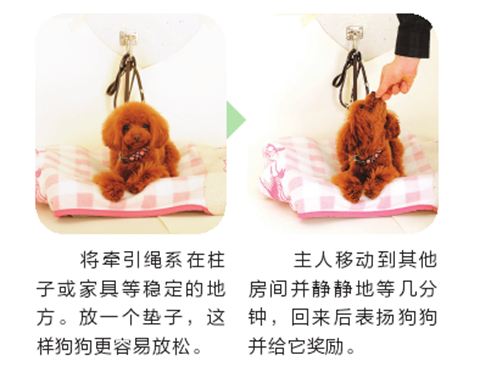 如何缓解狗狗的分离焦虑？