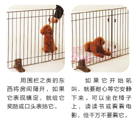 如何缓解狗狗的分离焦虑？