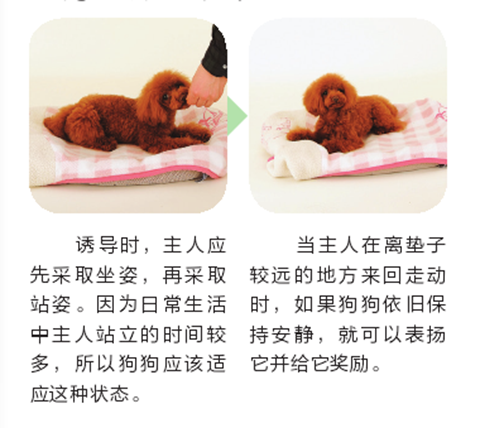 如何缓解狗狗的分离焦虑？