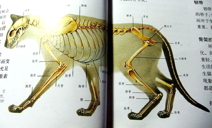 猫咪软骨素哪个牌子好(猫用关节药top排行榜 猫用软骨素哪个牌子好)