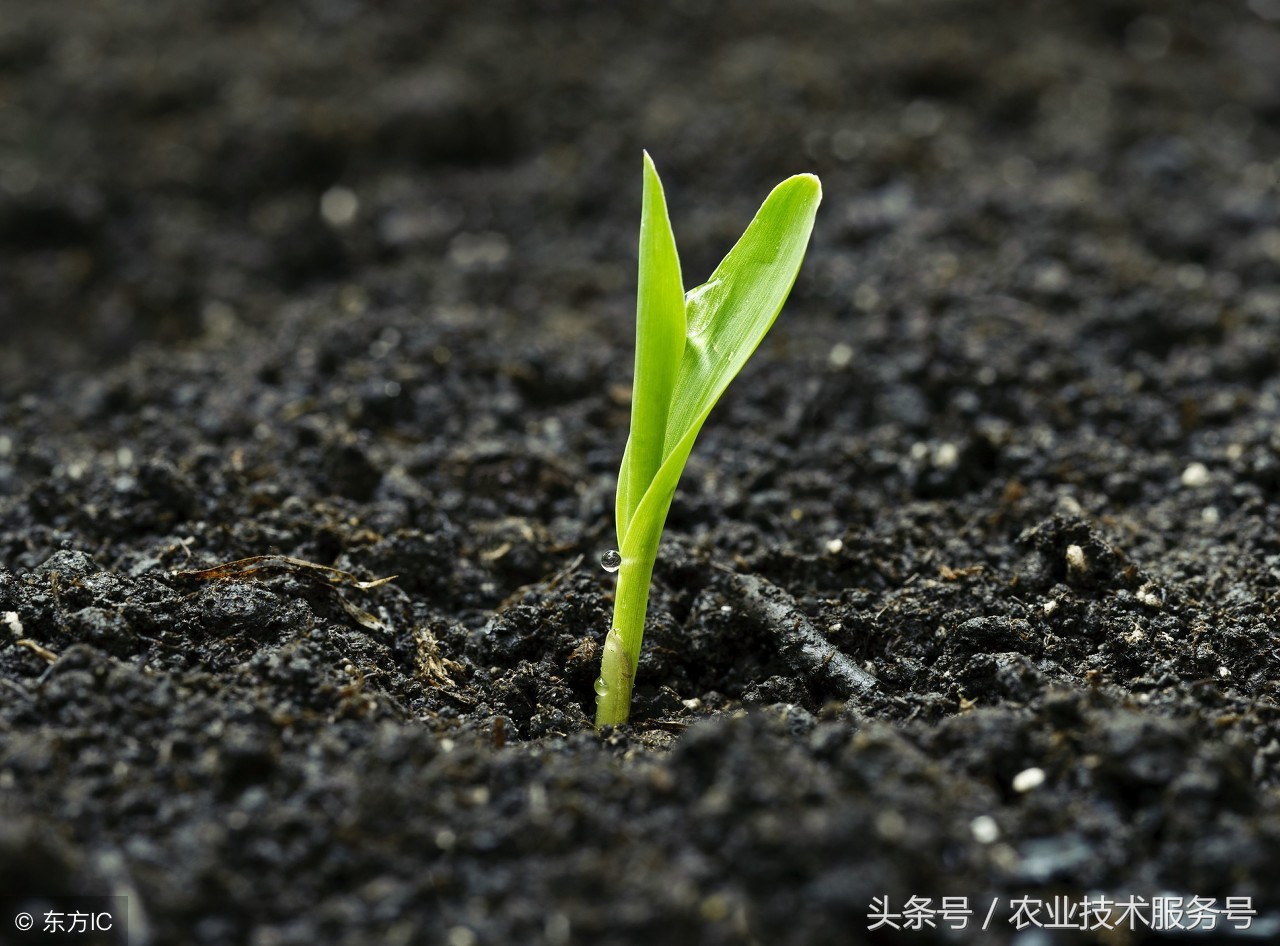 播种后,第1天即可发现吸胀,7天左右破土出苗,胚部发芽幼苗出土高约2cm