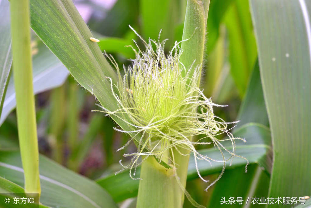 玉米生长周期多少天(详细了解玉米形态和生理特征)