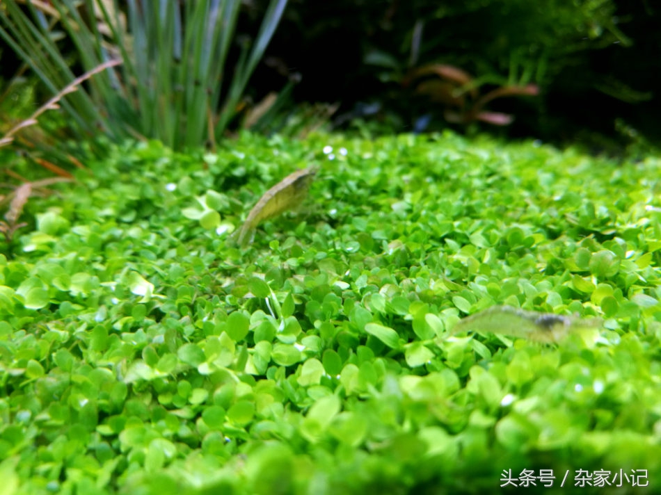 草缸除绿藻(毛枝藻,绒毛藻)