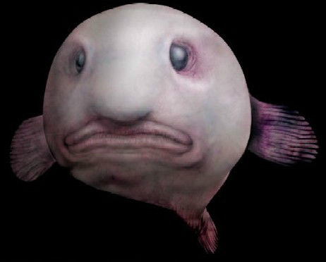 食人魔鱼(盘点海里那些长相奇怪的生物，你们当真没有外星基因吗（第一期）)
