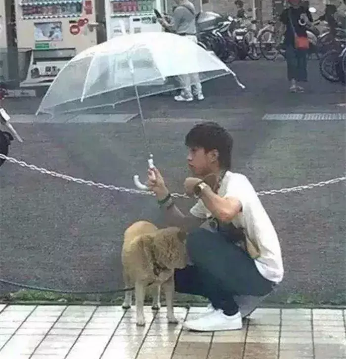 日本网友见到雨中的柴犬，主动上前撑伞挡雨，路人做成感人漫画