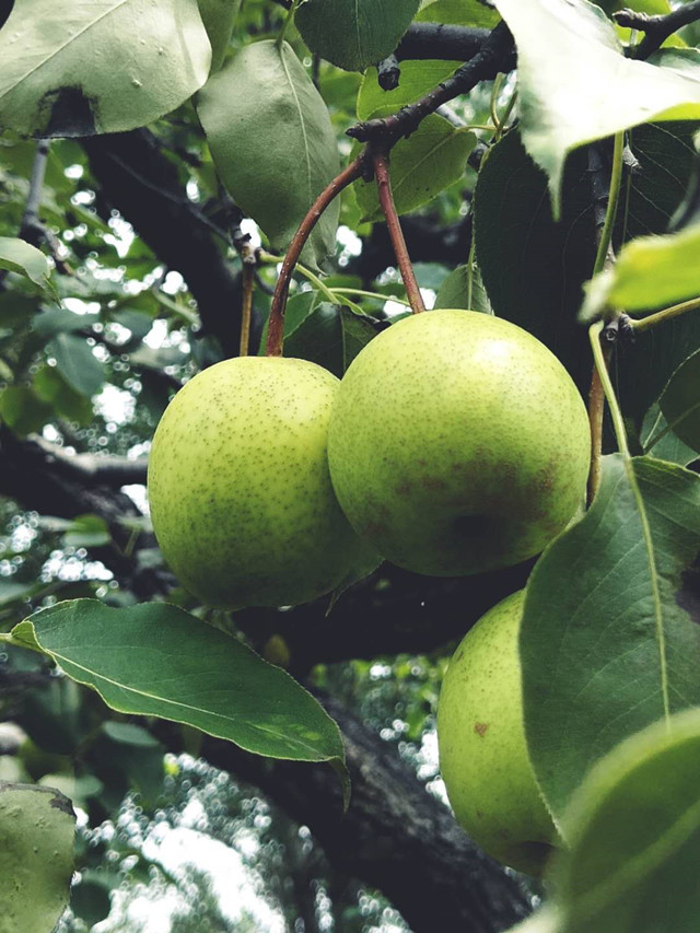 山东女子学院科技支农实践队——精准扶贫，服务乡村