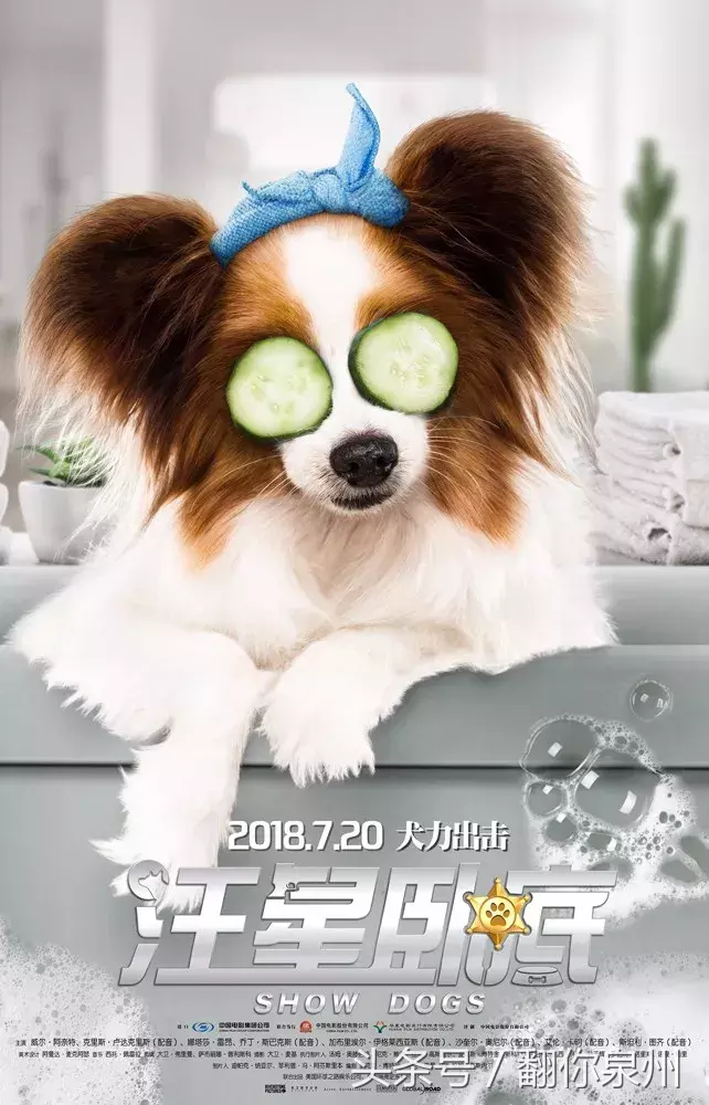 老少通吃!消暑全家欢《汪星卧底》全阵容海报萌犬集结