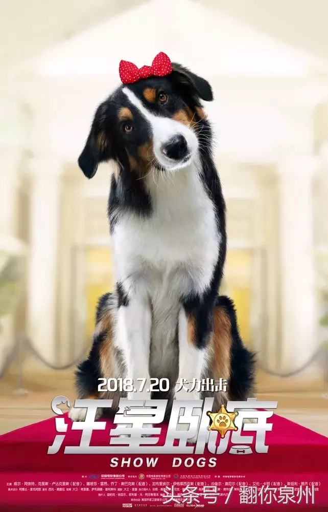 老少通吃!消暑全家欢《汪星卧底》全阵容海报萌犬集结