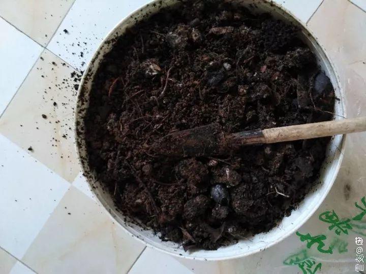 这12种花快施肥，根壮叶绿，还能提早开花