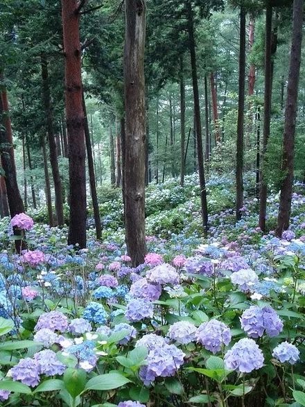 「诗词鉴赏」夏日听蝉，在唐诗宋词的平仄里与蝉相遇