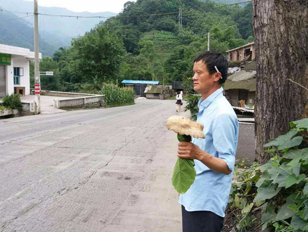 鹿茸菌食用禁忌 -生活知識庫-動動腦