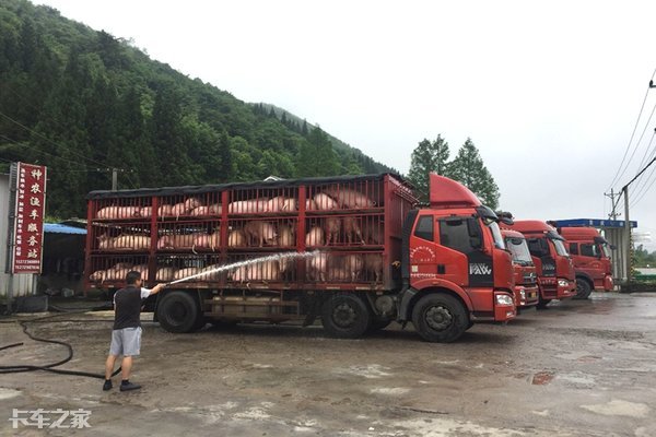 老司机从湖北拉猪去重庆,百公里油耗24升的秘密是什么?