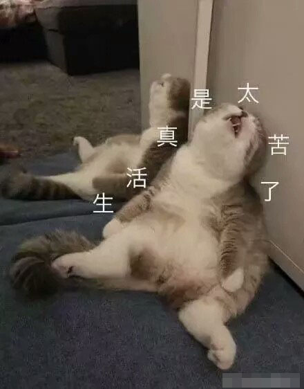 猫咪带字表情包：长得可爱就是麻烦