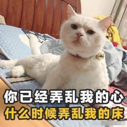 猫咪带字表情包：长得可爱就是麻烦