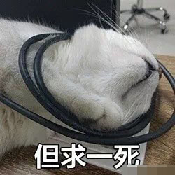 猫咪带字表情包：长得可爱就是麻烦