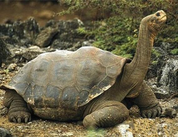世界上最大的乌龟(世界上最大的乌龟，体长1.8米重375公斤)