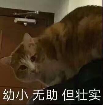 猫咪土味情话表情包：看你那么傻，抱抱好了