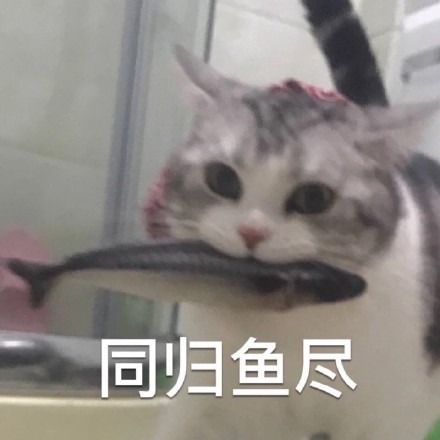 猫咪土味情话表情包：看你那么傻，抱抱好了