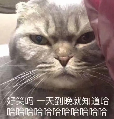 猫咪土味情话表情包：看你那么傻，抱抱好了