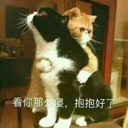 猫咪土味情话表情包：看你那么傻，抱抱好了